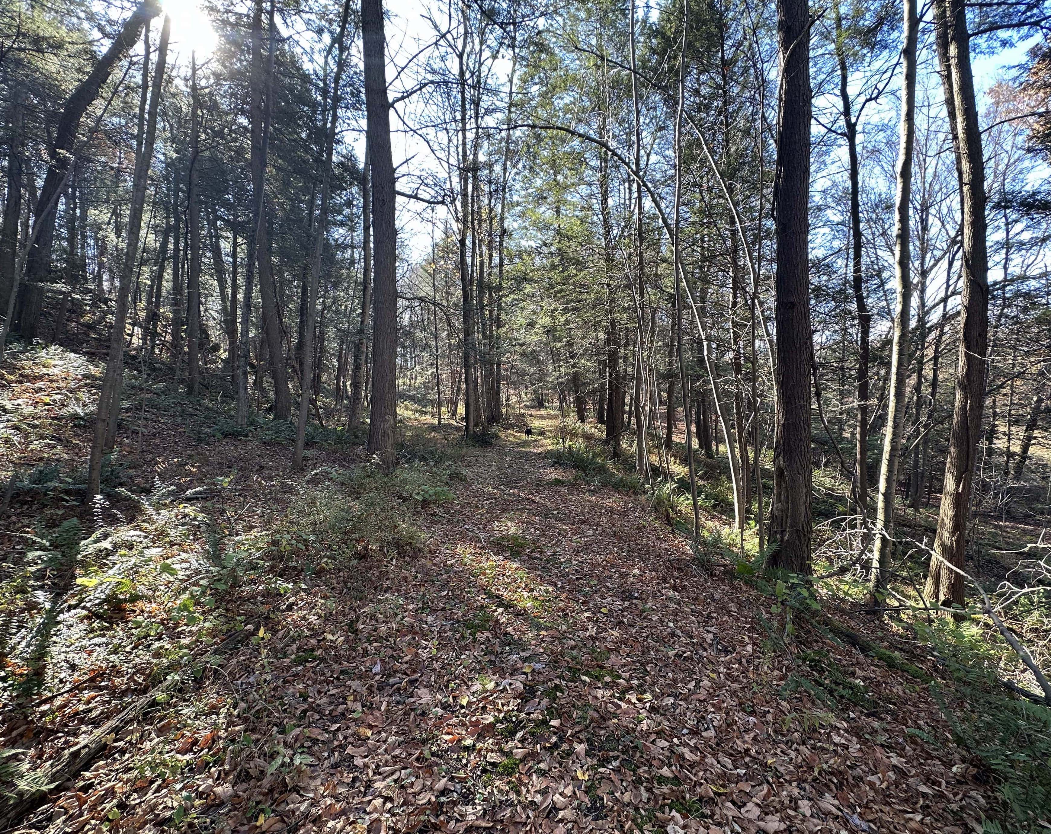 The Kingston Land Trust Purchases 54 Acres For Its Land In Black Hands Program Kingston Land Trust