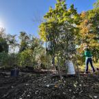 food forest planting